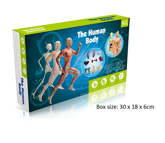ANTHROPOMORPHIC MODEL
